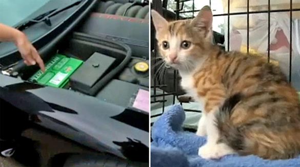 Kitten Goes for 180-Mile Ride Under the Hood of Chevy Corvette