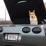 Corvette Forum's Facebook Fridays Goes to the Dogs