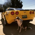 Corvette Forum's Facebook Fridays Goes to the Dogs