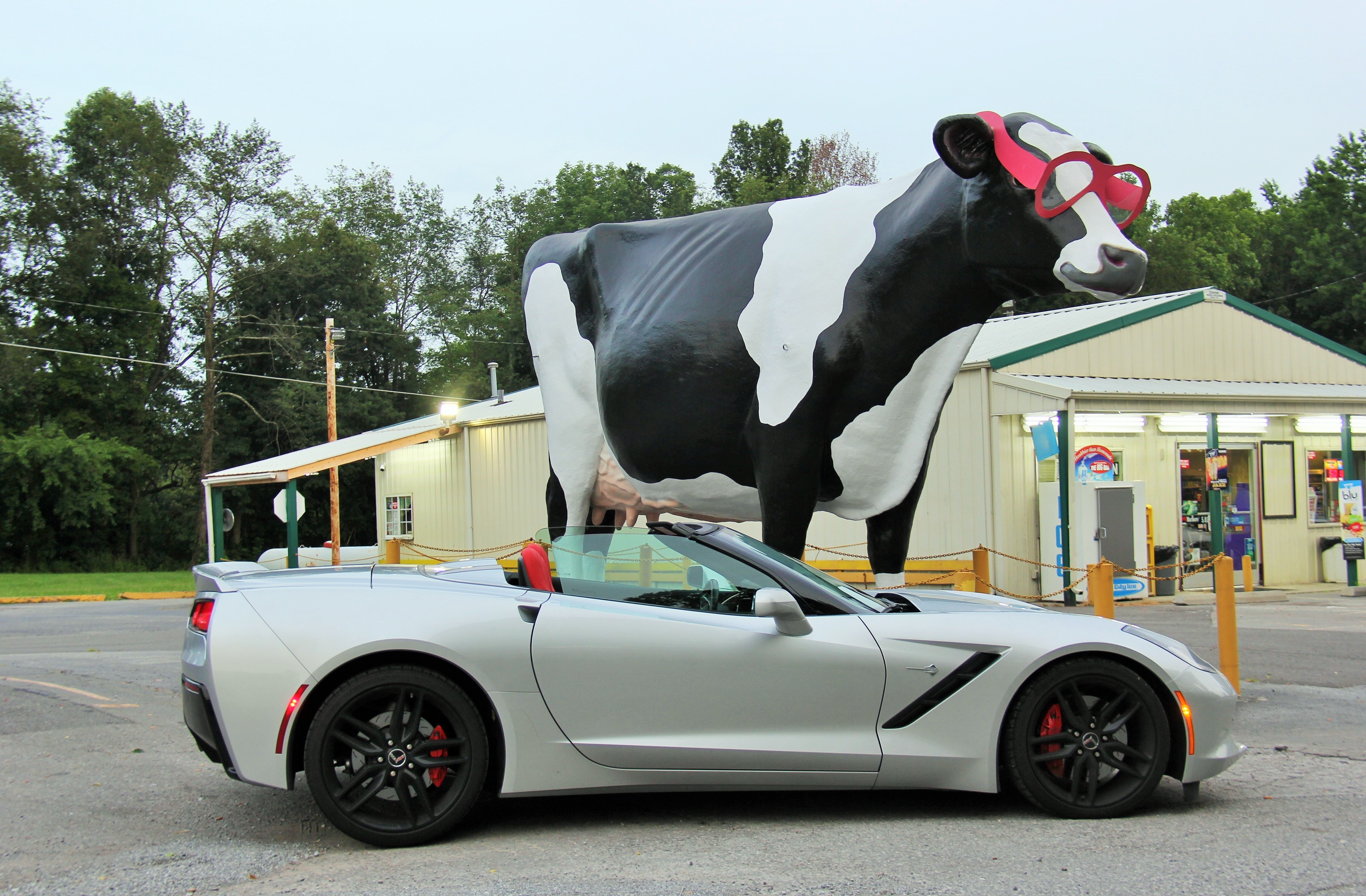 C7 (cow stop)