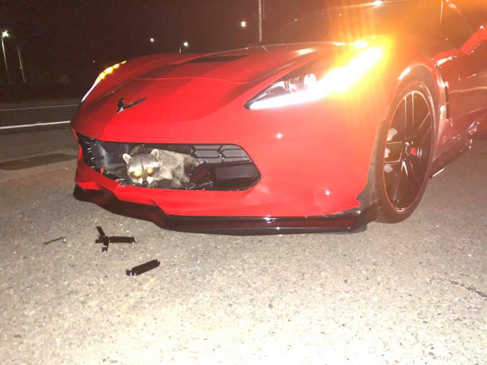 Hitting a Raccoon at Speed Is Not Good for Your C7