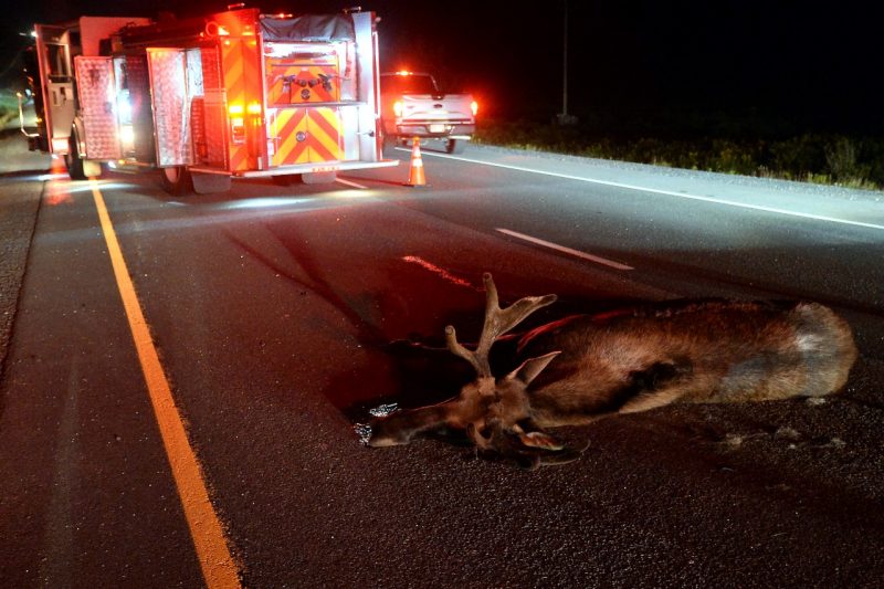 C7 Corvette Canada Moose Collision