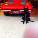 Corvette Forum's Facebook Fridays Goes to the Dogs