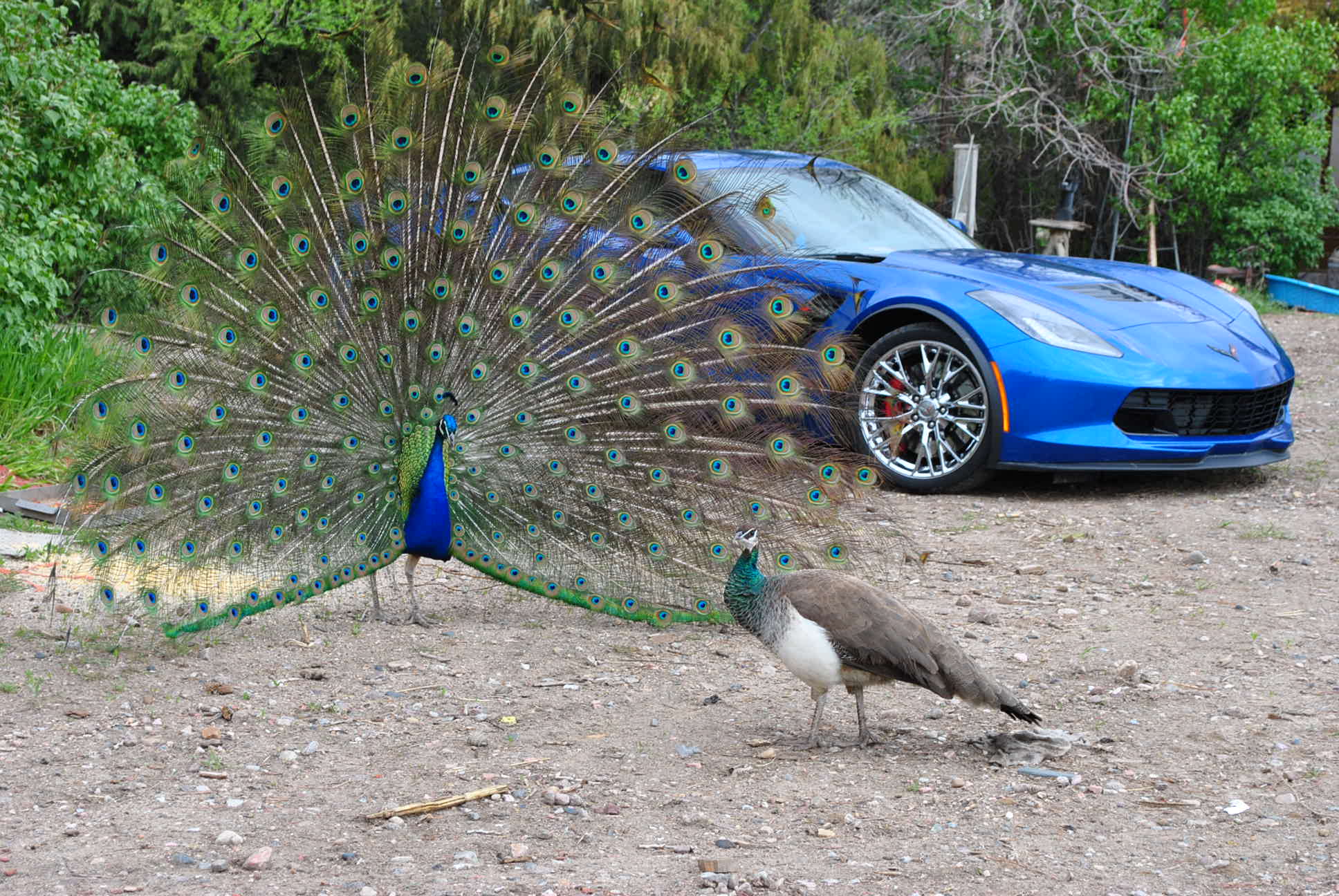 peacock 007