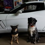 Corvette Forum's Facebook Fridays Goes to the Dogs